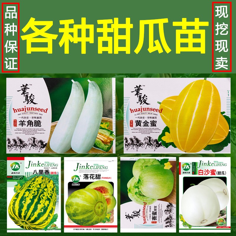 早熟香瓜苗绿宝甜瓜类种籽白皮特大羊角蜜种籽四季黄金蜜甜瓜苗秧