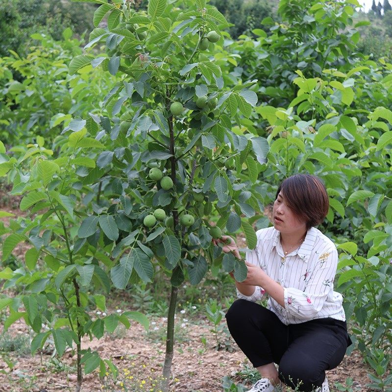 核桃树苗果树苗嫁接文玩薄皮纸皮地栽盆栽南北方种植核桃当年结果