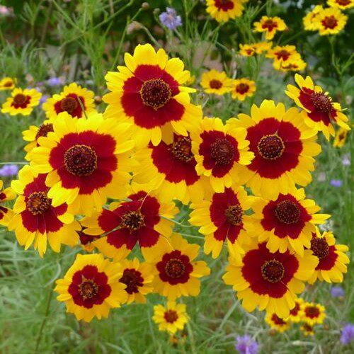 花种籽子耐寒蛇目菊种子道路绿化庭院种植观