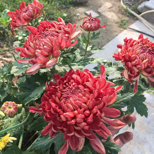 菊花四季多年生秋季秋菊