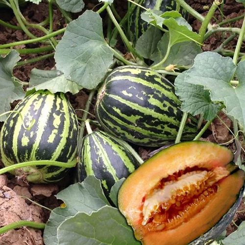 冰糖子甜瓜苗秧香瓜甜瓜秧苗薄皮超甜春季四季高产早熟瓜果蔬菜苗