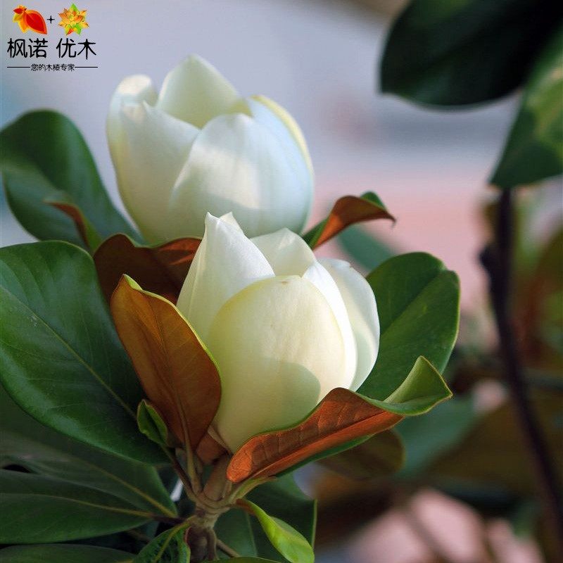广新款树苗 庭院地栽盆栽观花常绿植物花卉 绿化苗木 荷花玉兰苗