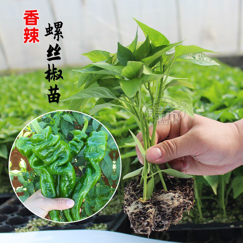 辣椒苗苗子七彩朝天椒四季种植小米可食用春夏蔬菜苗秧苗辣椒苗