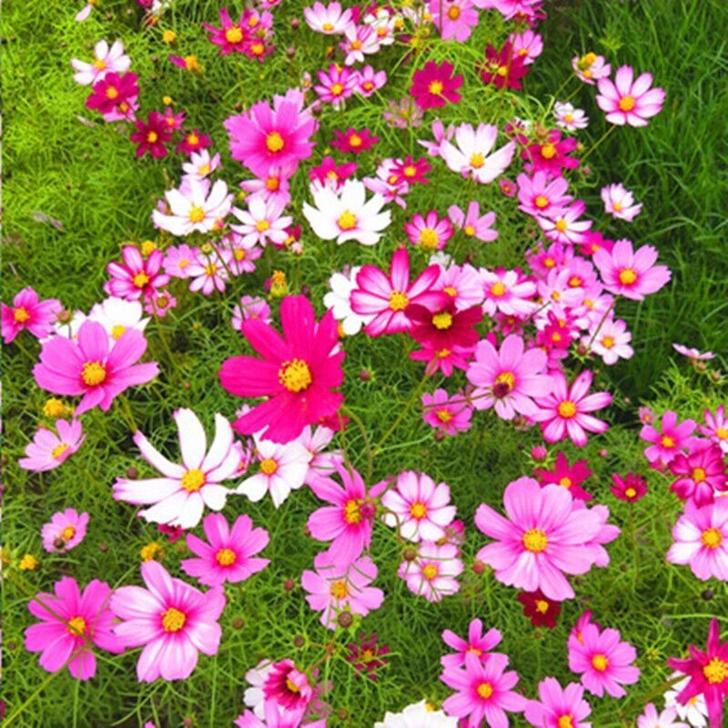 波斯菊花种子格桑花种籽子七彩四季开花易活