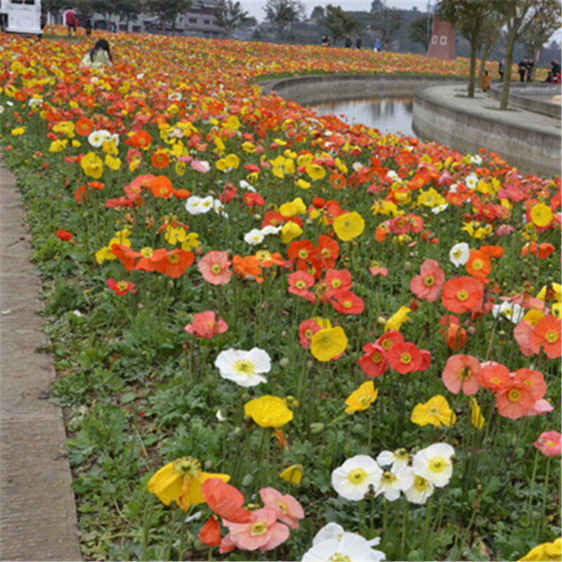 冰岛虞美人种子混色红色虞美人花种子景观庭院观花花草种子