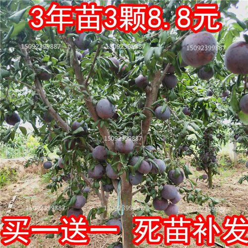 树苗 种植 特大 嫁接 四川 李子 南北方