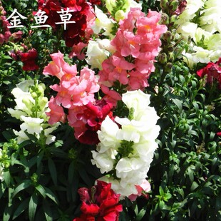 金鱼草种子宿根多年生混色花卉种籽四季易种阳台庭院盆栽室外耐寒