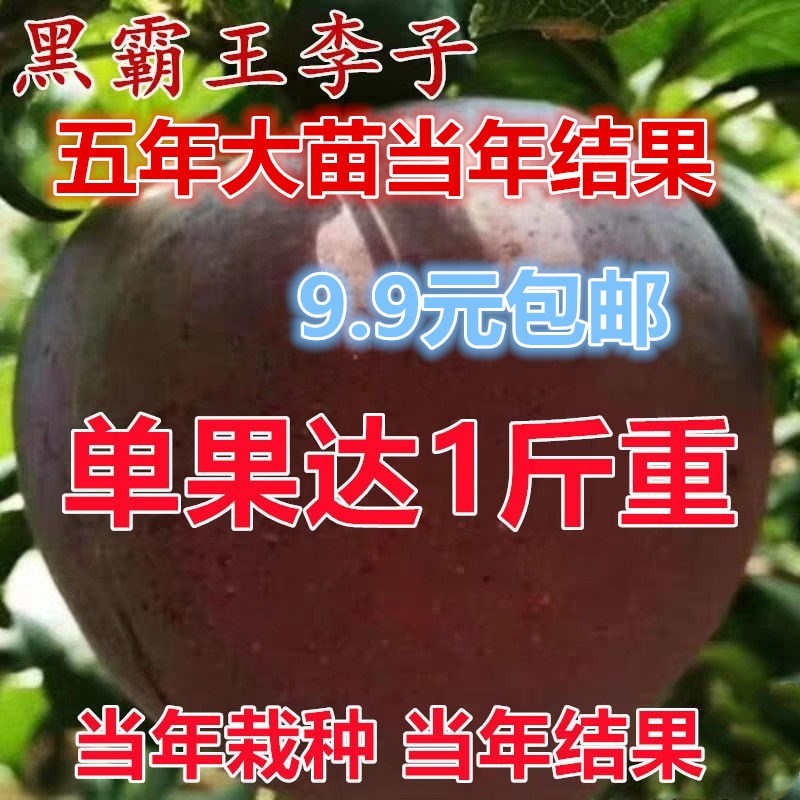 早晚 李子 青红脆李蜂糖 种植 熟地 南北方