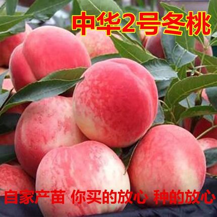 嫁接桃树苗 中华二号冬桃 极晚熟冬桃苗特大冬桃树果苗南北方种植