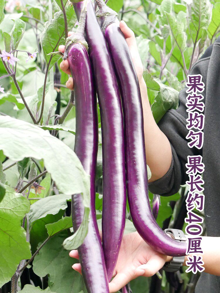 杭茄一号长茄种子苗特大线茄种籽孑茄子秧苗大全四季菜籽蔬菜秧苗
