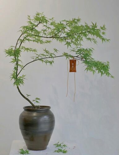 枫树 红枫 黄金 槭树 风景 羽毛 日本 树苗
