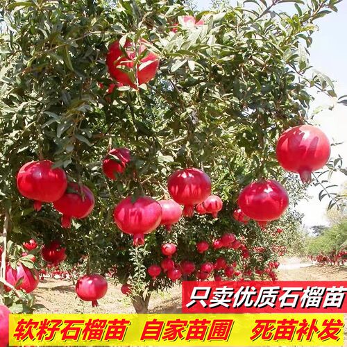 石榴 果树 突尼斯 庭院 特大 南北方