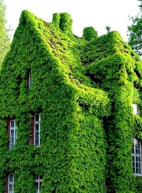 攀援爬藤植物美国五叶地锦苗子-爬山虎大苗--爬藤红叶爬墙虎花卉