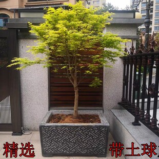 流泉枫树黄金枫树苗红枫树苗羽毛枫树苗日本枫风景树苗鸡爪槭树苗