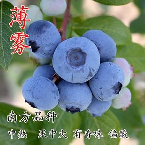 薄雾蓝莓苗四季盆栽地栽南方种植双季蓝莓树苗当年结果树苗