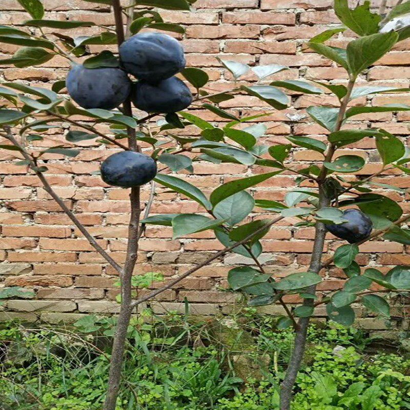 新品种黑柿子苗柿子树苗脆甜柿盆栽地栽南北方种植当年结果苗