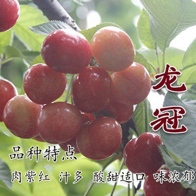 龙冠车厘子樱桃苗嫁接樱桃树苗南北方种植盆栽地栽矮化树当年结果