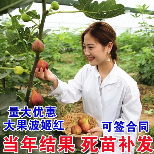 直播 盆栽 无花果 栽波姬红 树果苗