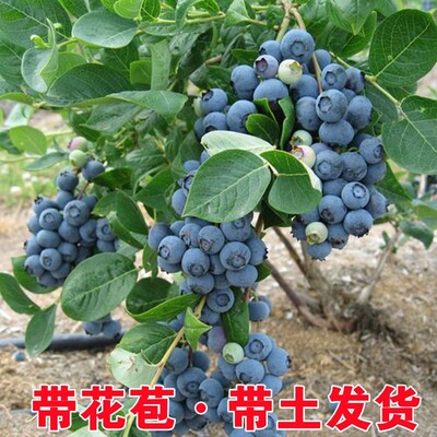 蓝莓树果苗盆栽特大南方北方种植奥尼尔蓝莓果苗蓝莓树苗带土苗木