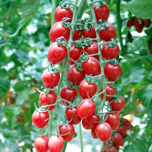 春季 果蔬 菜苗 盆栽 西红柿 樱桃 苗沙瓤