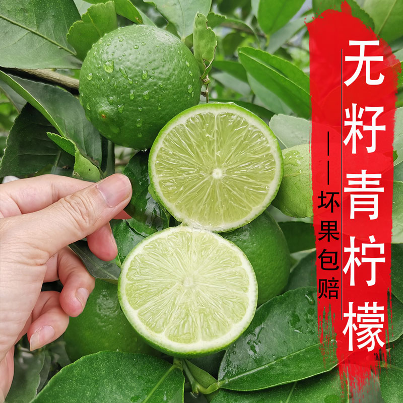 無籽青檸檬 3斤5斤 新鮮無子檸檬 無核檸檬 奶茶水果 調(diào)酒青檸檬