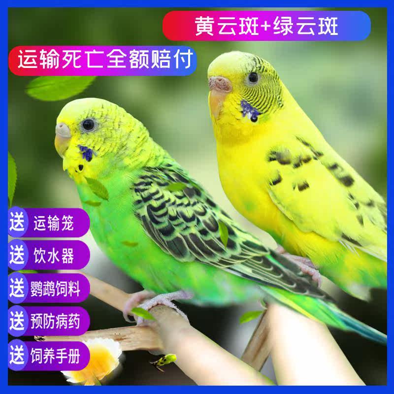 parrot Domesticated small-scale speak Adult Pet birds Tiger Living creatures living thing Bird food feed cagein the Pet/Pet food and supplies , Birds and supplies , Bird  category - from Buy2taobao.com to provide professional Taobao agent buy service