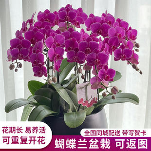 全国蝴蝶兰带花年宵花盆栽鲜花速递同城配送乔迁北京上海老师家人
