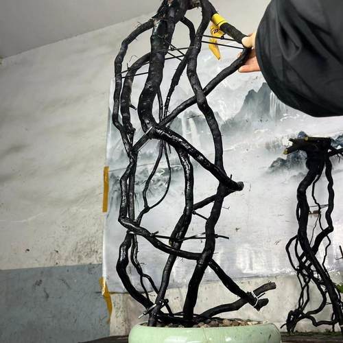 老鸦柿直播盆景野柿子绿植