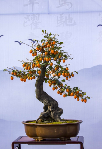 老鸦柿盆景素材老鸦柿嫁接苗高端盆景素材