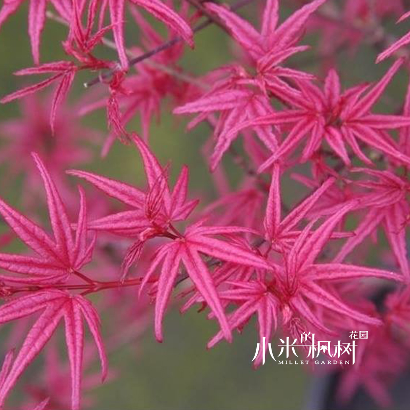 红小袖 日本进口枫树名贵品种 彩叶带锦红枫 适合盆栽盆景阳台|msdalam kategori penghantaran bunga/bunga simulasi/tumbuhan berkebun, bunga/Tumbuh-tumbuhan tumbuh-tumbuhan pasu (baru), tumbuh-tumbuhan hijau - dari Buy2taobao.com untuk memberikan perkhidmatan ejen Taobao profesional membeli