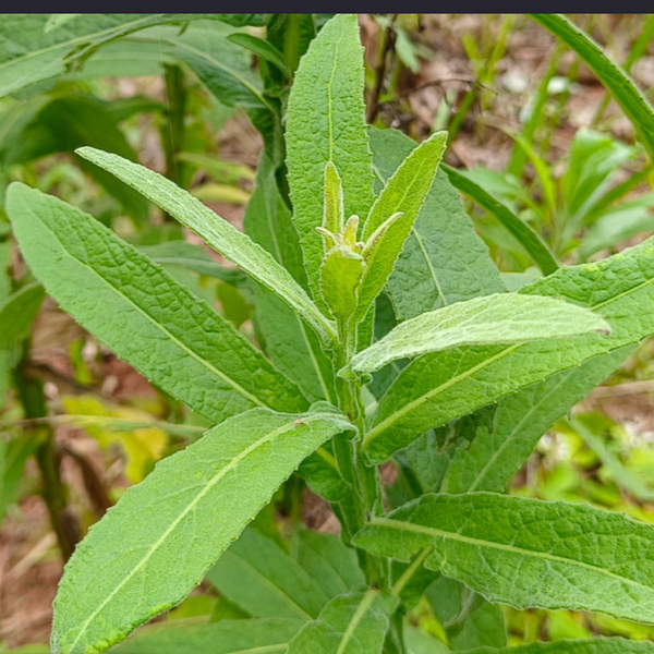 草药臭灵丹云南中药材翼齿新六棱菊清热晒干正品免煮即食