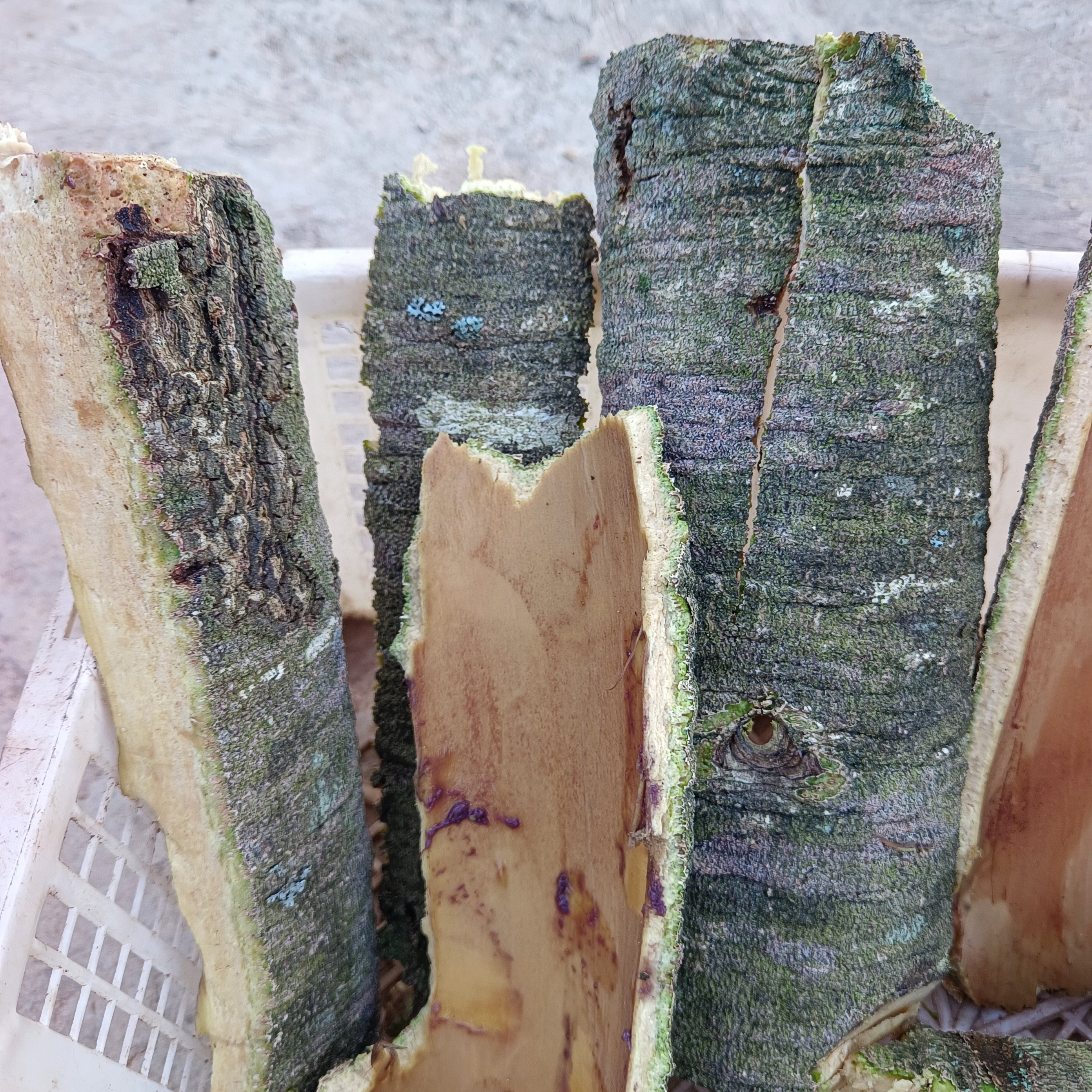 新鲜杨梅树皮云南野外现剥杨梅皮原生态鲜树皮居家泡水原材料