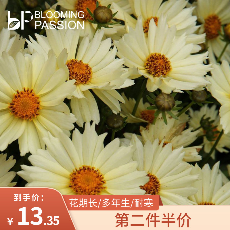 BP花卉金鸡菊盆栽14cm小闹钟阳台庭院花园花期长易养植物花量大