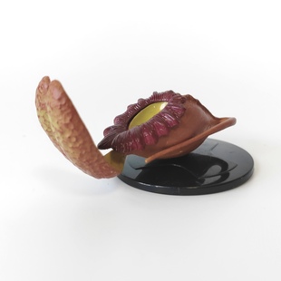 正版散货 日本海洋堂 食虫植物 捕蝇草扭蛋 模型 摆件