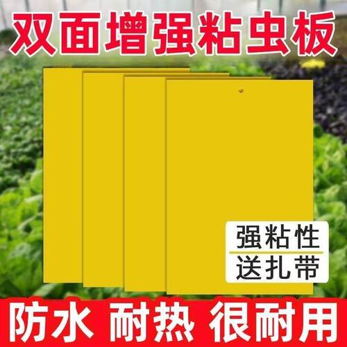 粘虫板黄板双面强力黑果实蝇