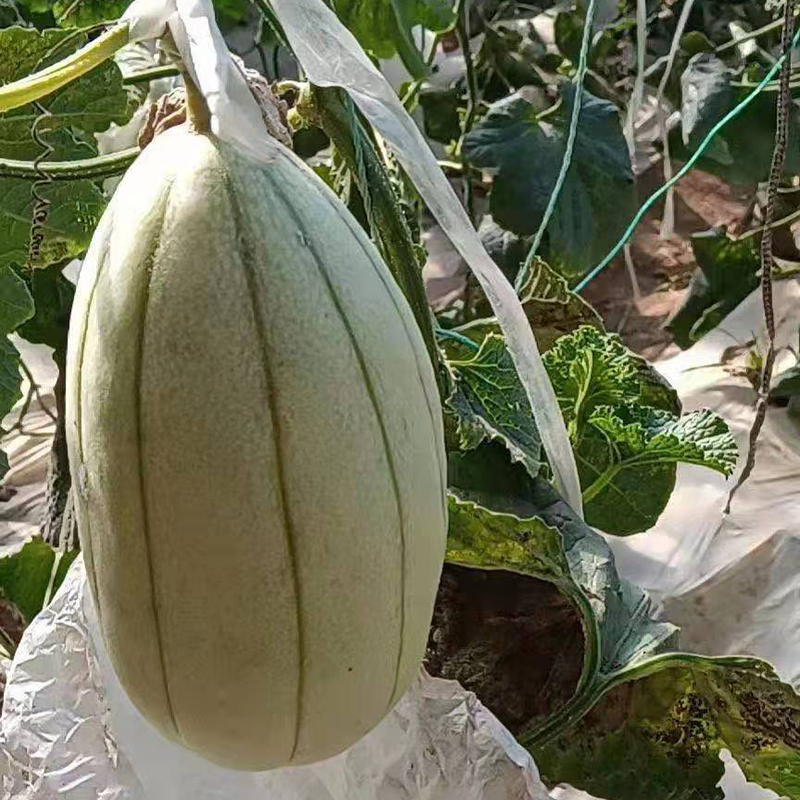 陕西特产高石脆瓜新鲜水果3斤应当季甜瓜香瓜非羊角蜜整箱包邮4斤
