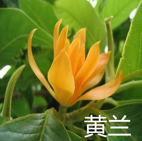 白兰花树价格 白兰花树图片 星期三