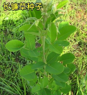 耐旱耐贫瘠长镰草种子 响铃草   四季青草籽 坟头草