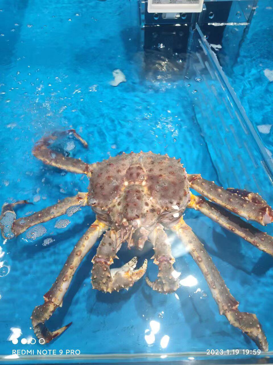 大蟹子海产水产品3斤装4斤装