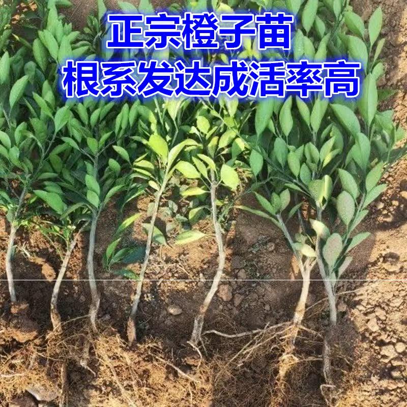 橘子苗果树苗柑橘盆栽地栽柚子砂糖蜜橘橙子苗金桔南北方味甜汁多