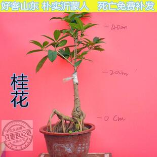 桂花树苗桂花苗金桂丹桂血桂树八月桂南北庭院室内盆栽绿植花卉