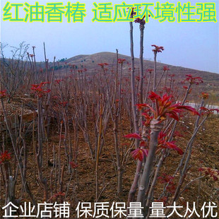 红油香椿芽树苗盆栽当年可食用红绿香椿苗芽苗菜四季室内地栽种植
