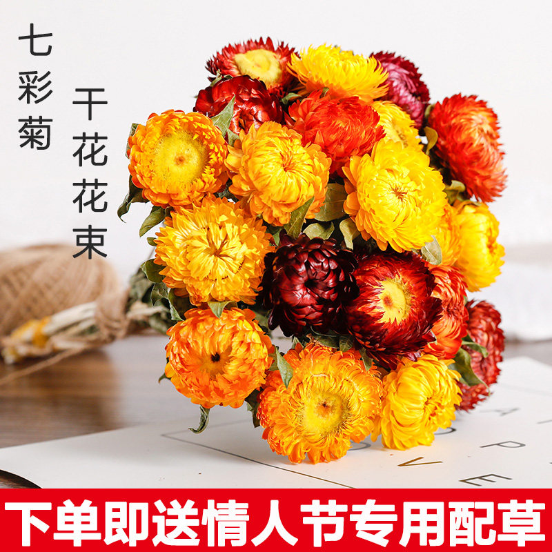 七彩小邹菊向日葵网红ins干花