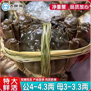 礼盒装 3.3两8只大纵湖鲜活大闸蟹现货活蟹秋季 4.3两母3两 公4两