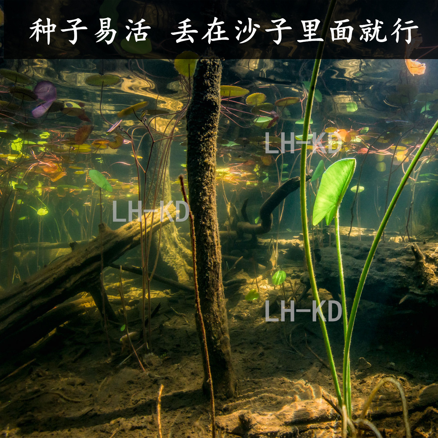 淡水水草种子活体水族造景草缸草籽四季鱼缸前景矮珍珠牛毛草种子