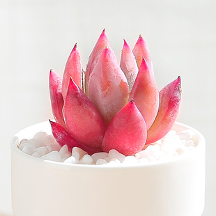 布兰迪多肉植物稀有品种云南精养萌肉办公室高档盆栽组合多肉老桩