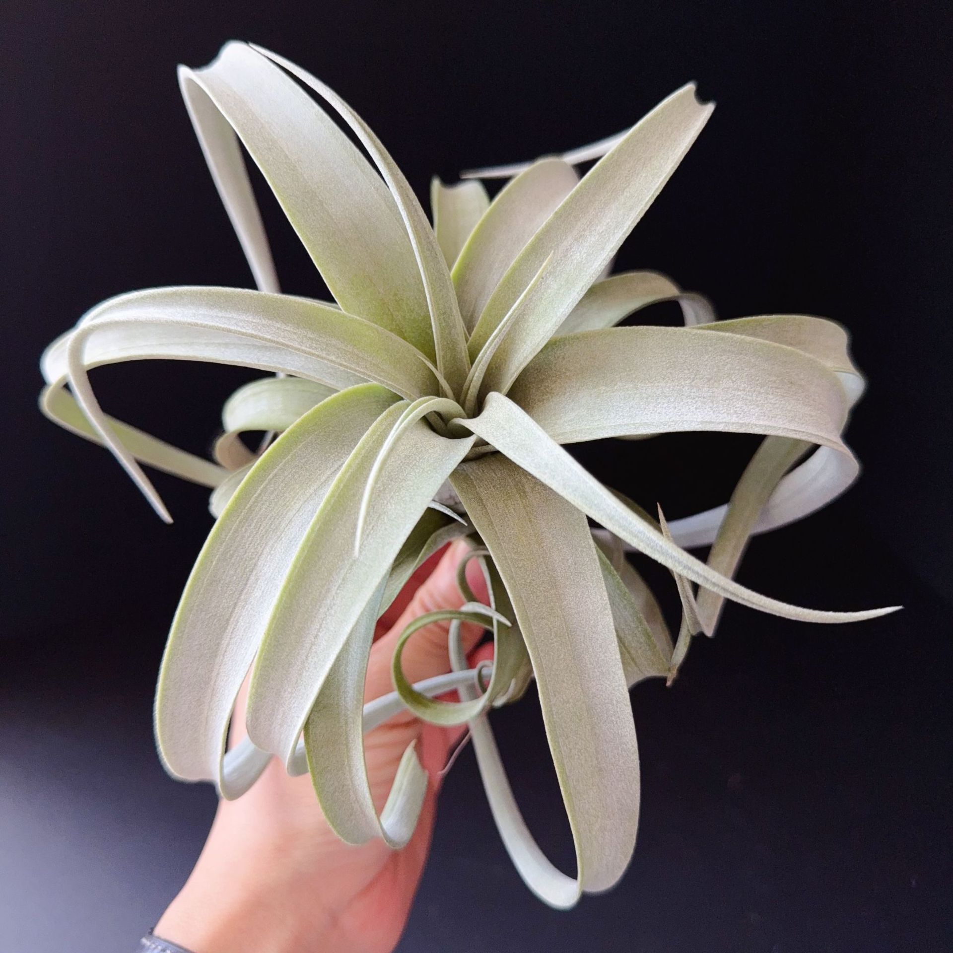 玛丽苏mary.Z香槟x罗兰杂交稀有懒人植物空气凤梨江苏基地无土