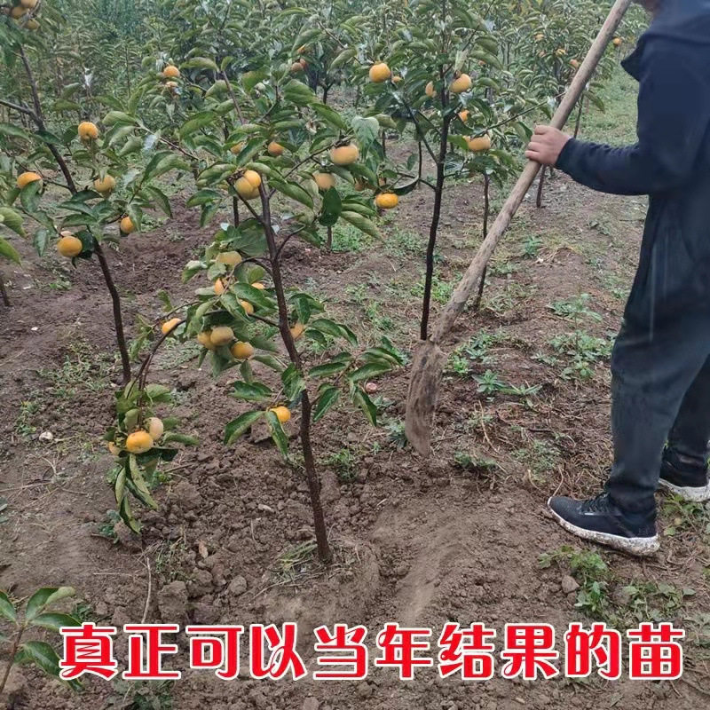 柿子苗树苗嫁接果树苗南方北方种桌面绿植