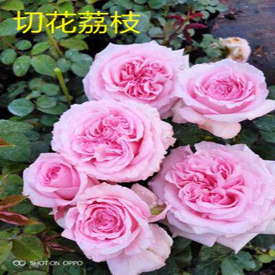 荔枝 进口欧月奥斯汀浓香型鲜花桌面绿植