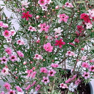 一件松红梅花卉常年开花的盆栽花期超长带花苞发货好养室内鲜